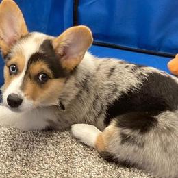 American Corgis and Pembroke Welsh Corgis from All Hale Corgis