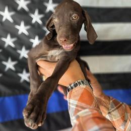 Penny Solid Liver - Liver female German Shorthaired Pointer puppy in Banning, California from ⭐🦆 So Cal on Point GSP'S🇺🇲🇩🇪 lg