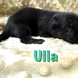 Ulla - Black and red female German Shepherd puppy in Graham, Washington from Wildeflecken Shepherds