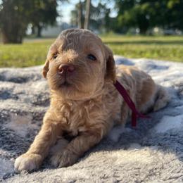 Liberty - Buff female Cockapoo puppy in Bedford, Iowa from Our Father’s Doodles