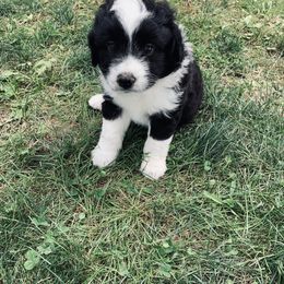 Aussiedoodle Puppies from Soap Creek Kennels