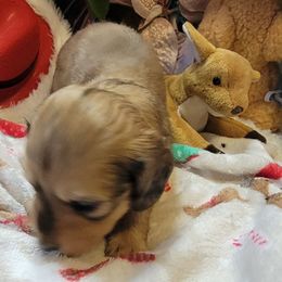 Reba - Dapple female Dachshund puppy in Terlton, Oklahoma from CLARK'S BREEDING PROGRAM