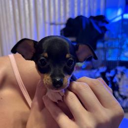 K Pup 2 - White black and tan female Toy Fox Terrier puppy in Clermont, Florida from Debbie Hiles's Toy Fox Terriers