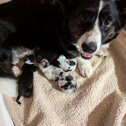 Cardigan Welsh Corgi Puppies from Smoky Tails Corgis