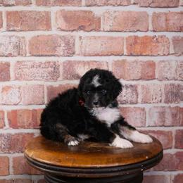 Darwin - Black phantom male Aussiedoodle puppy in Calhoun, Georgia from Happy Top Doodles
