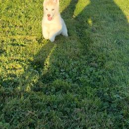 Georgie - Red and white male Siberian Husky puppy in Westfield, Vermont from Snowdancer Kennels, Reg