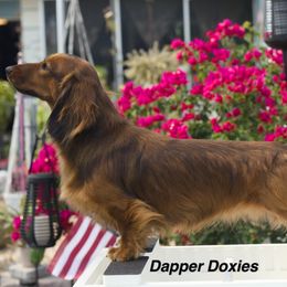 Winston - Red male Dachshund puppy in Zephyrhills, Florida from Dapper Doxies