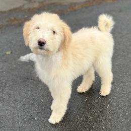 Banana cream - White male Sheepadoodle puppy in Greeneville, Tennessee from Smokey Mountain Sheepadoodles