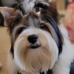 Assorted Doodle Crosses and Biewer Terriers from Gold Coast Biewers