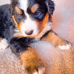 Bernedoodle, Bernese Mountain Dog, and Siberian Husky Puppies from Timberline Paws