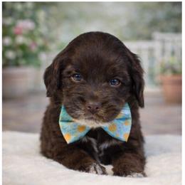 Milk chocolate 2 - Chocolate male Australian Labradoodle puppy in Anderson, California from Shaggy Doodles
