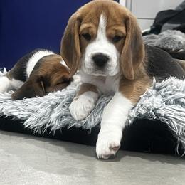 Beagle Puppies from Leslie Beagles of Leslie Farm