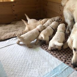 Golden Retriever Puppies from Bent Golden Retrievers