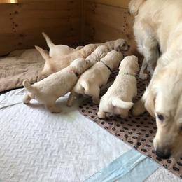 Golden Retriever Puppies from Bent Golden Retrievers