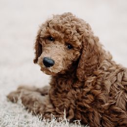 Goldendoodle and Poodle Puppies from Abner Creek Doodles