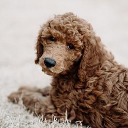 Goldendoodle and Poodle Puppies from Abner Creek Doodles