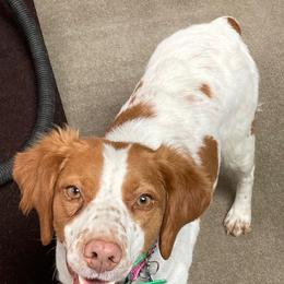 Princess Lizzy - White and orange female Brittany puppy in Fort Recovery, Ohio from 2345 ELO  Erica's Liver & Orange Brittany Puppies