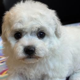 Puppy - White male Bichon Frise puppy in Greenville, South Carolina from Almaza Bichons