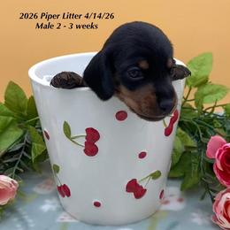 Male 2 - Black and tan male Dachshund puppy in Huggins, Missouri from RJ's Miniature Dachshunds