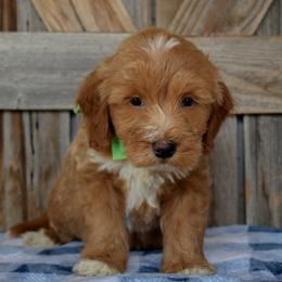 Male 4 of 4 - Apricot male Goldendoodle puppy in Macedon, New York from Toodles Goldendoodles
