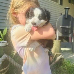Luna - Black tri female Miniature Australian Shepherd puppy in Interlachen, Florida from Lucky Bones Miniature Australian Shepherds