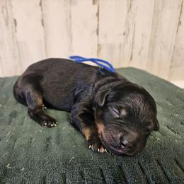 Jet Blue - Phantom male Bernedoodle puppy in Flat Rock, North Carolina from Sukisdoodles