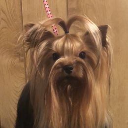 Jamie - Yorkshire Terrier