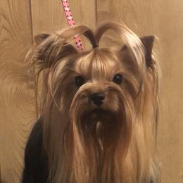 Jamie - Yorkshire Terrier