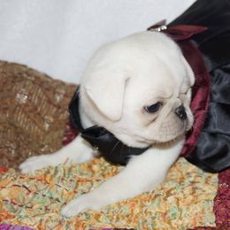 Pug Puppies from Pugs R 4 U in KY