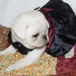 Pug Puppies from Pugs R 4 U in KY
