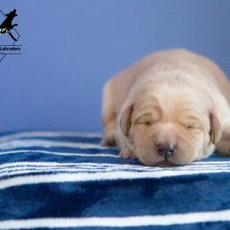 Labrador Retriever Puppies from Sun Ridge Labradors