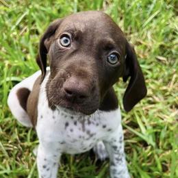 German Shorthaired Pointer Puppies from Thunder Mountain Gun Dogs