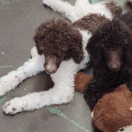 Poodles from Circle S Pups