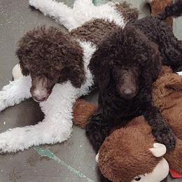 Poodles from Circle S Pups