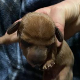 Boy 2 - Dapple male Dachshund puppy in Sedgewickville, Missouri from Heritage Boerboels