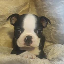 Boston Terrier Puppies from Sunwood Boston Terriers