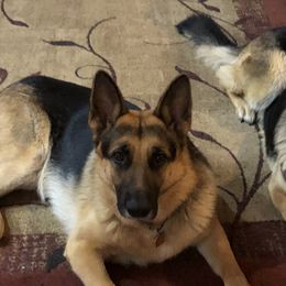 German Shepherds from Osborn's Country German Shepherds