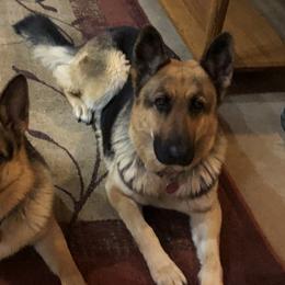 German Shepherds from Osborn's Country German Shepherds