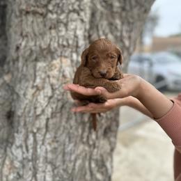 Black collar - Red  male Goldendoodle puppy in Bakersfield, California from Cisneros Goldendoodles