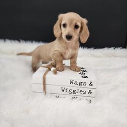 Cricket - Cream female Dachshund puppy in Smallett, Missouri from Doxie Holler