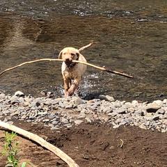 Chesapeake Bay Retriever Puppies from Madrona Chesapeake Bay Retrievers