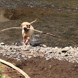 Chesapeake Bay Retriever Puppies from Madrona Chesapeake Bay Retrievers