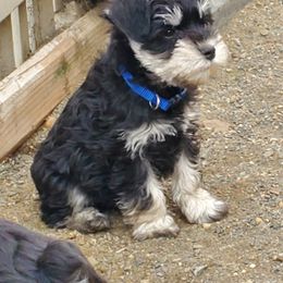 Miniature Schnauzer Puppies from Gerhauzer's Schnauzers