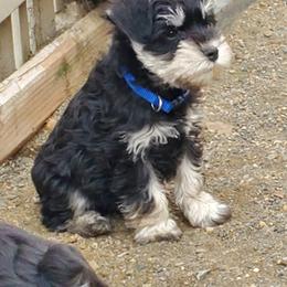 Miniature Schnauzer Puppies from Gerhauzer's Schnauzers