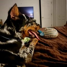 Beauceron and Doberman Pinscher Puppies from Elitehaus