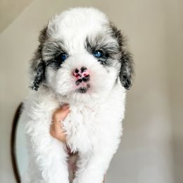 Cockapoo Puppies from Cockapoo puppies and co.
