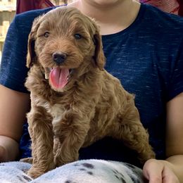 Goldendoodle Puppies from Fort Worth Goldendoodles