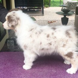 Australian Shepherd Puppies from Highline