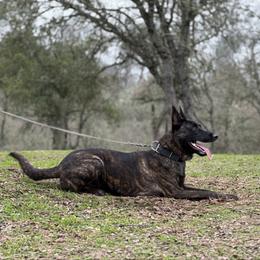 Dutch Shepherd puppies from The Canine Ranch