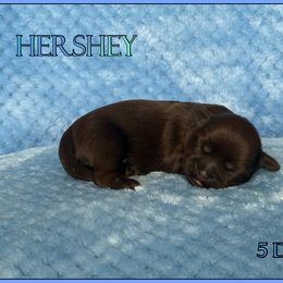 Hershey - Chocolate male Shih Tzu puppy in Yelm, Washington from Lala's All Star Shih Tzu